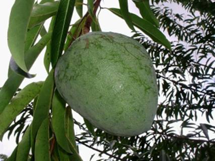 آنونا کاکانز